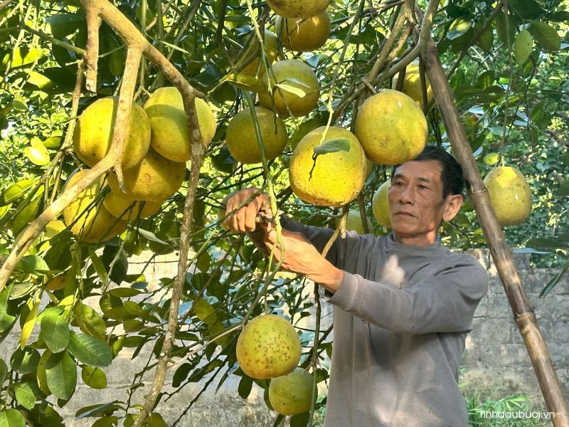 bưởi đoan hùng buoi doan hung