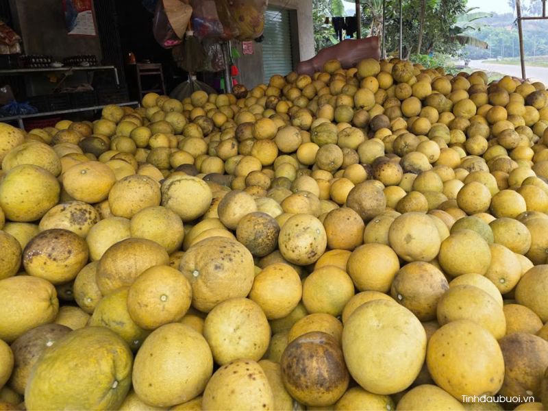 bưởi đoan hùng buoi doan hung