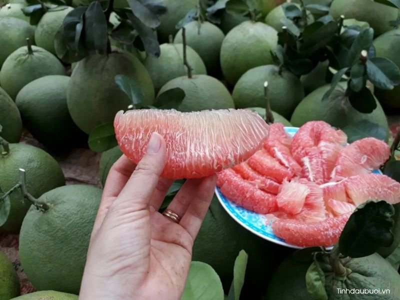 Buoi co tot cho he tieu hoa khong