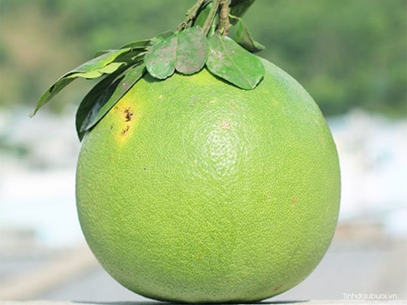 qua buoi mat hay nong