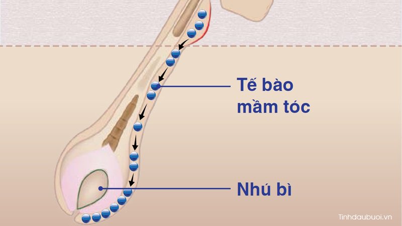 te bao mam toc