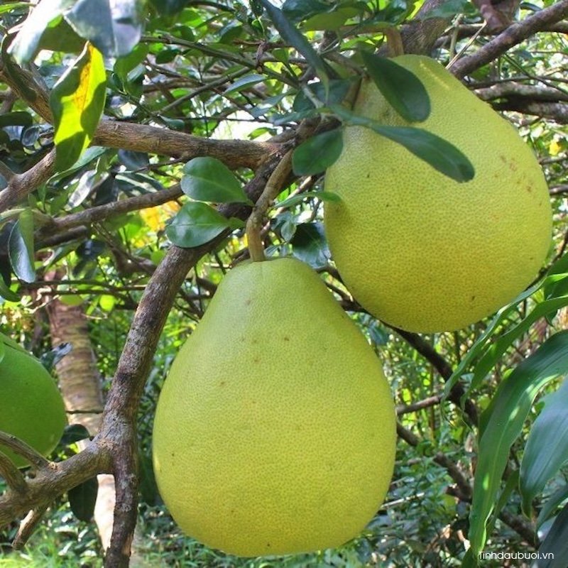 nguon goc giong buoi nam roi