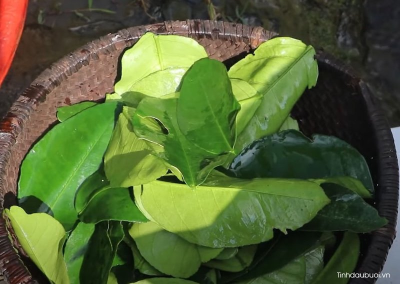 la buoi dung de lam gi