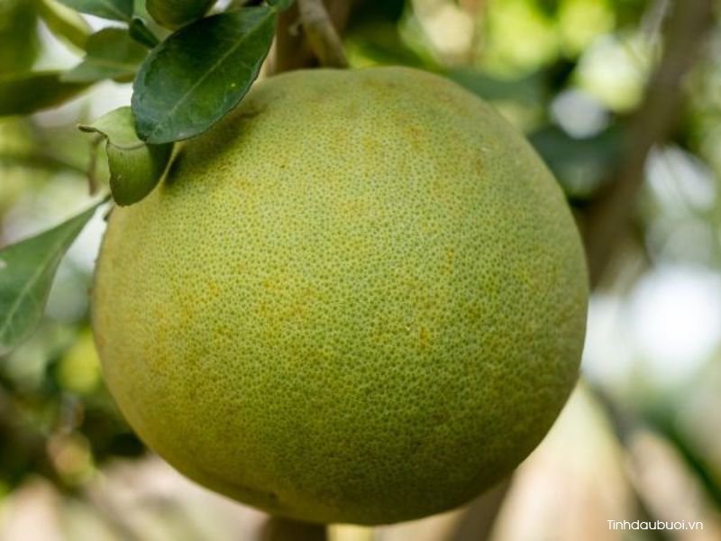 qua buoi mat hay nong