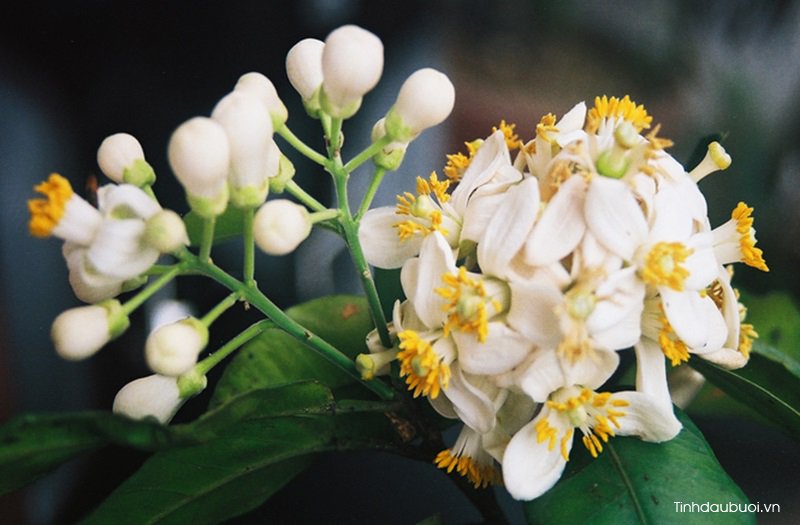 Ứng dụng của hoa bưởi ung dung cua hoa buoi