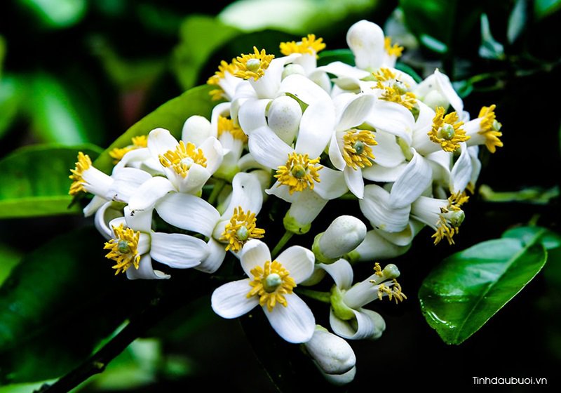 Ứng dụng của hoa bưởi ung dung cua hoa buoi