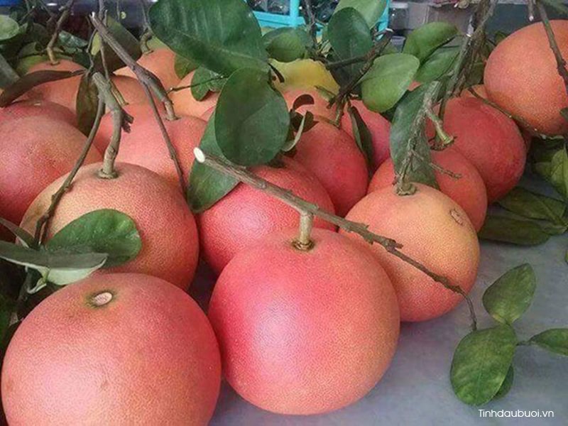 Giống bưởi Phúc Kiến giong buoi phuc kien