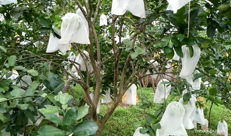 giong buoi phuc kien 