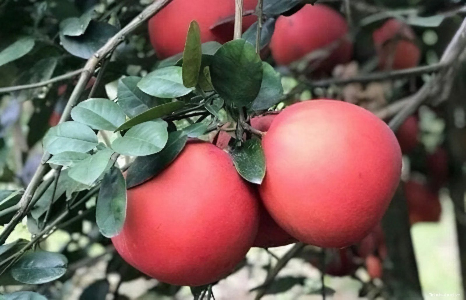 giong buoi phuc kien 