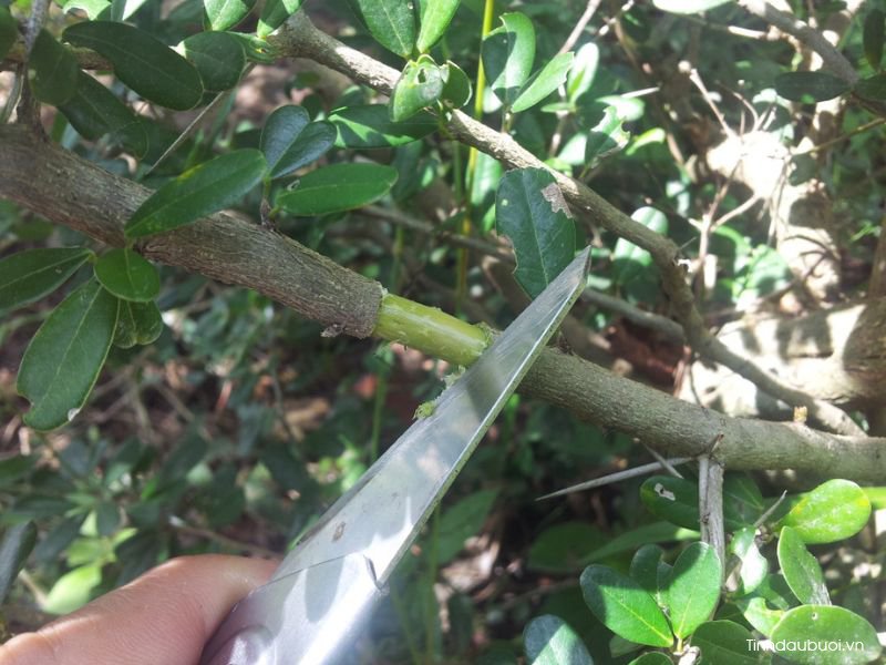 cach nhan giong buoi bang canh chiet