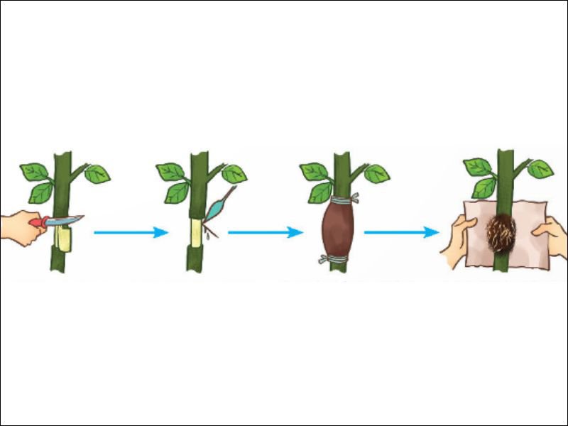 cach nhan giong buoi bang canh chiet