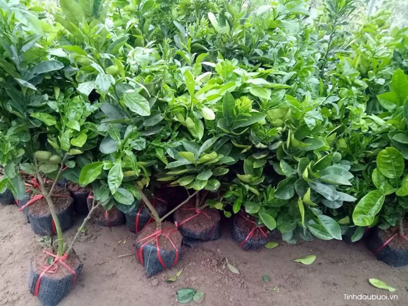 cach nhan giong buoi bang canh chiet