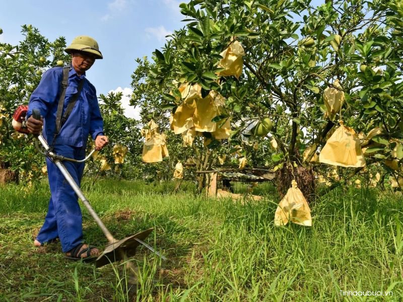cach tang nang suat cay buoi