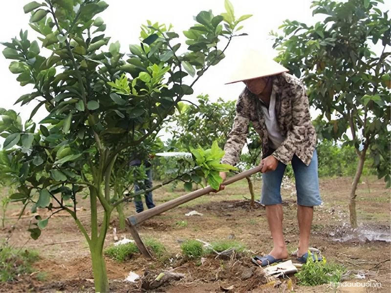 cai tao dat trong buoi