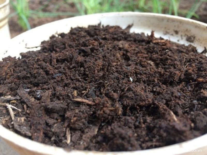 cai tao dat trong buoi