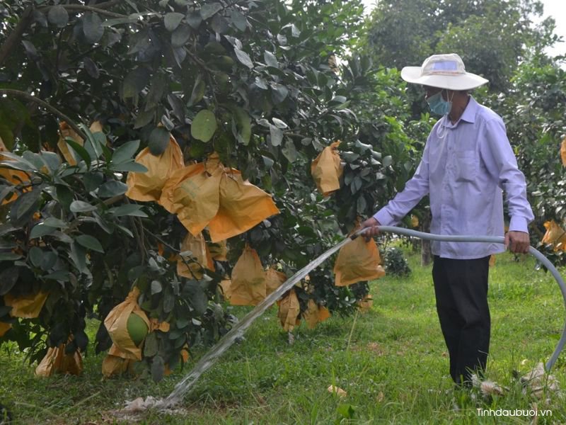 cai tao dat trong buoi
