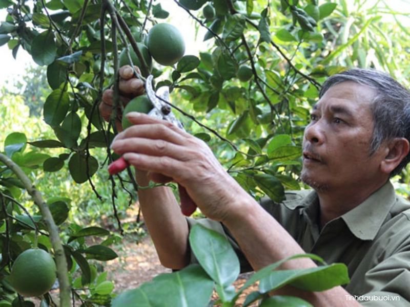 cat tia cay buoi dung ky thuat