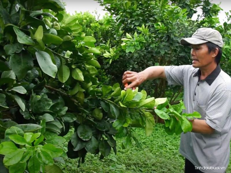 cat tia cay buoi dung ky thuat