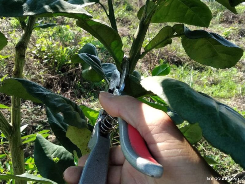 cat tia cay buoi dung ky thuat