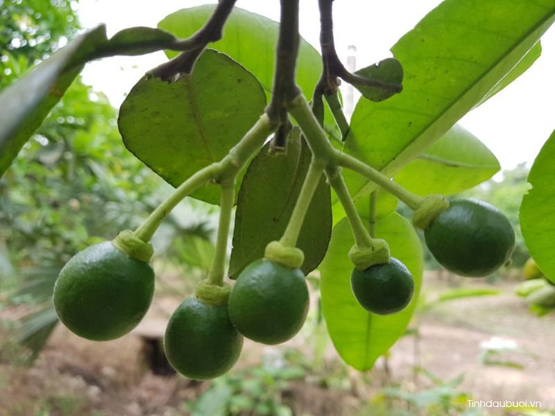 cham soc buoi thoi ky dau