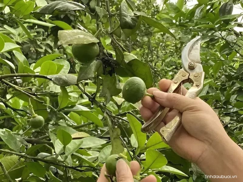 cham soc buoi thoi ky dau