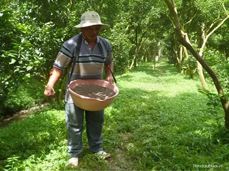 cham soc buoi thoi ky dau