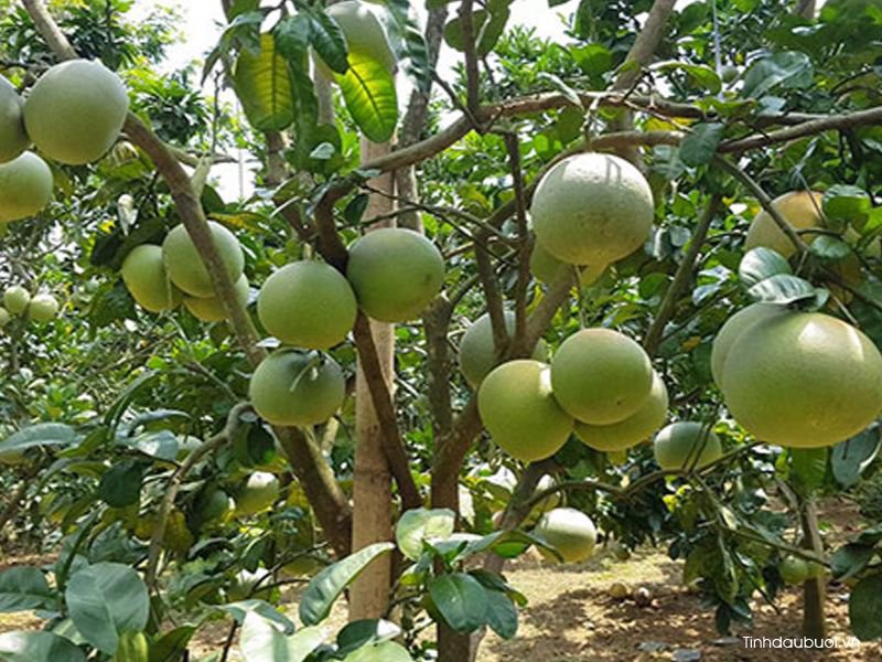 cham soc buoi vao mua mua