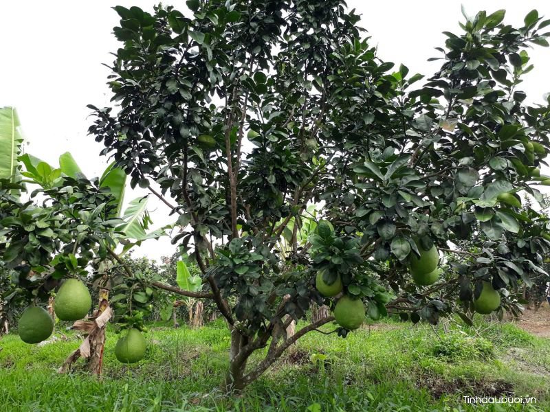 giống bưởi năm roi giong buoi nam roi