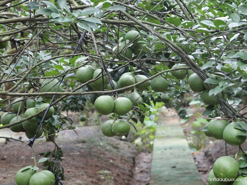 giống bưởi tân triều giong buoi tan trieu