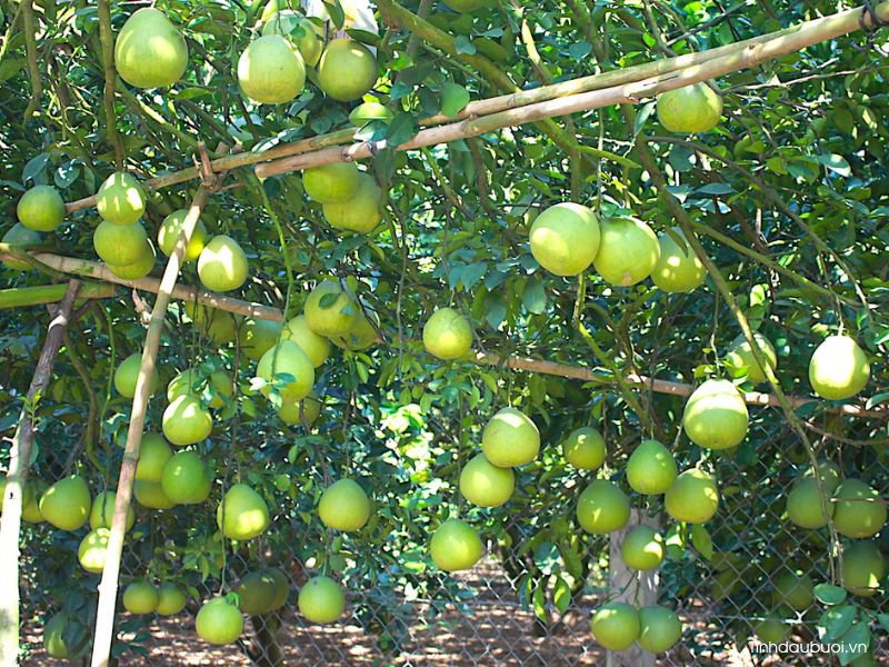 giống bưởi tân triều giong buoi tan trieu