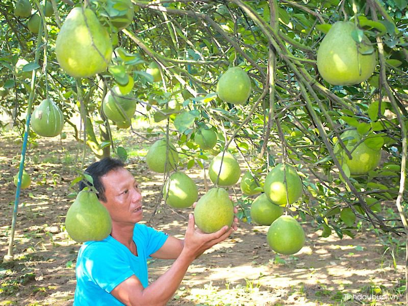 giống bưởi tân triều giong buoi tan trieu