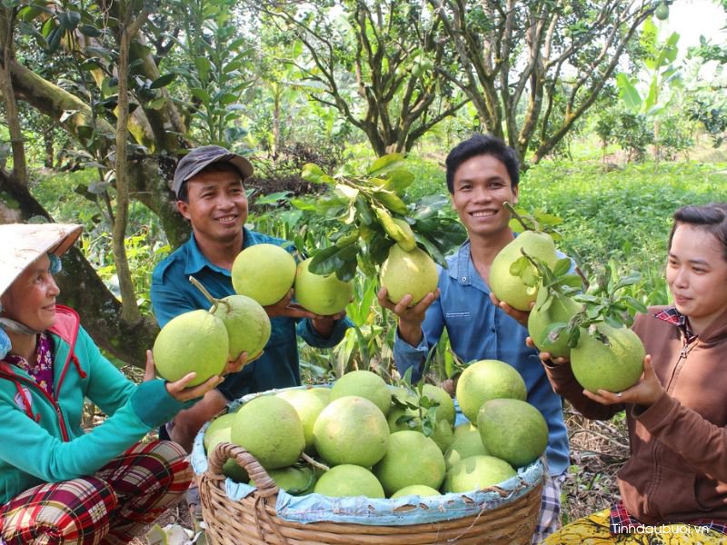 khi nao thu hoach buoi