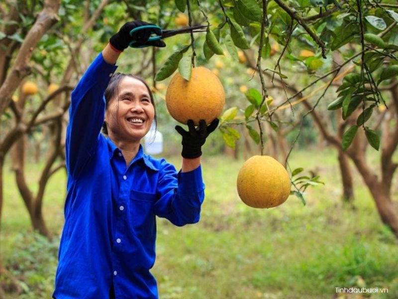 khi nao thu hoach buoi