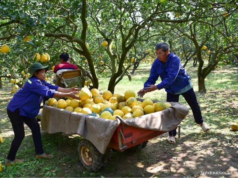 khi nao thu hoach buoi