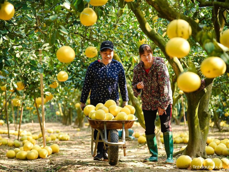 khi nao thu hoach buoi