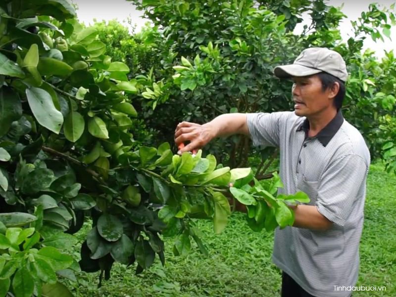 ky thuat tao tan cho buoi