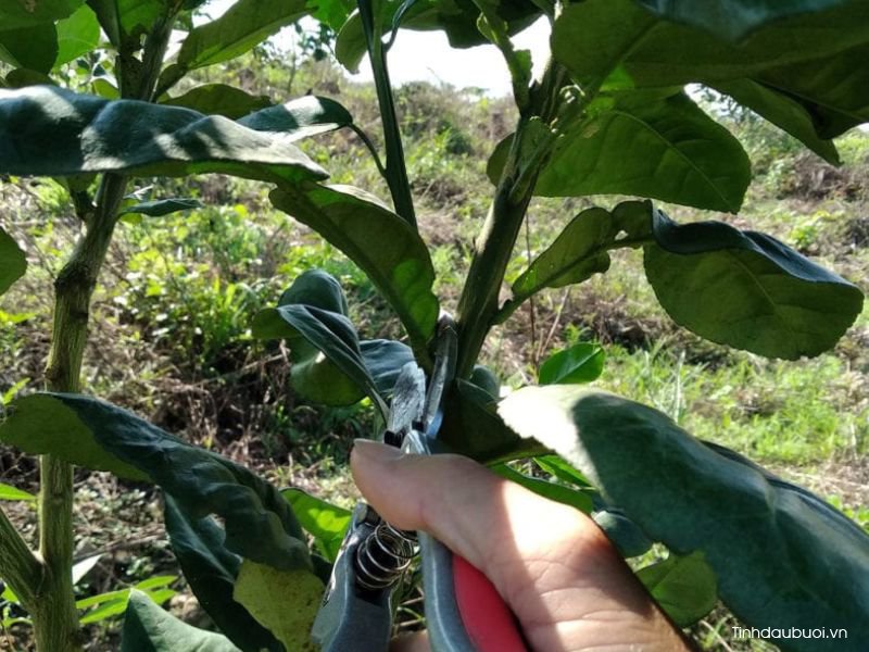 ky thuat tao tan cho buoi