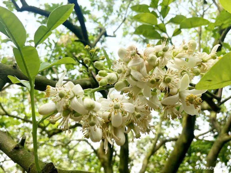 ky thuat thuc ra hoa buoi 