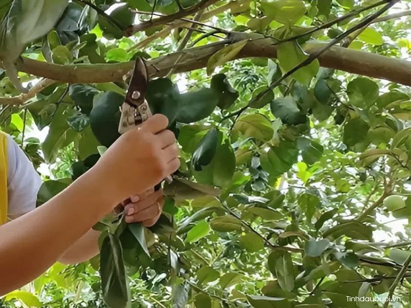 ky thuat thuc ra hoa buoi 