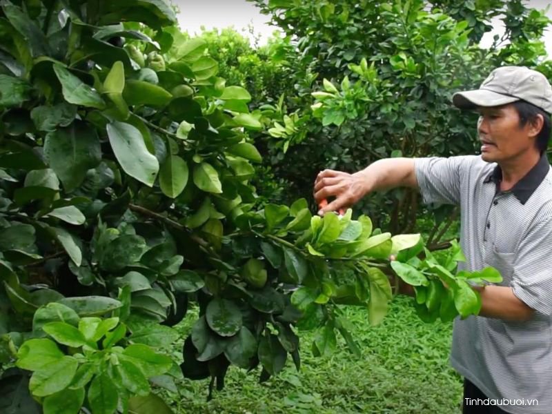 ky thuat thuc ra hoa buoi 