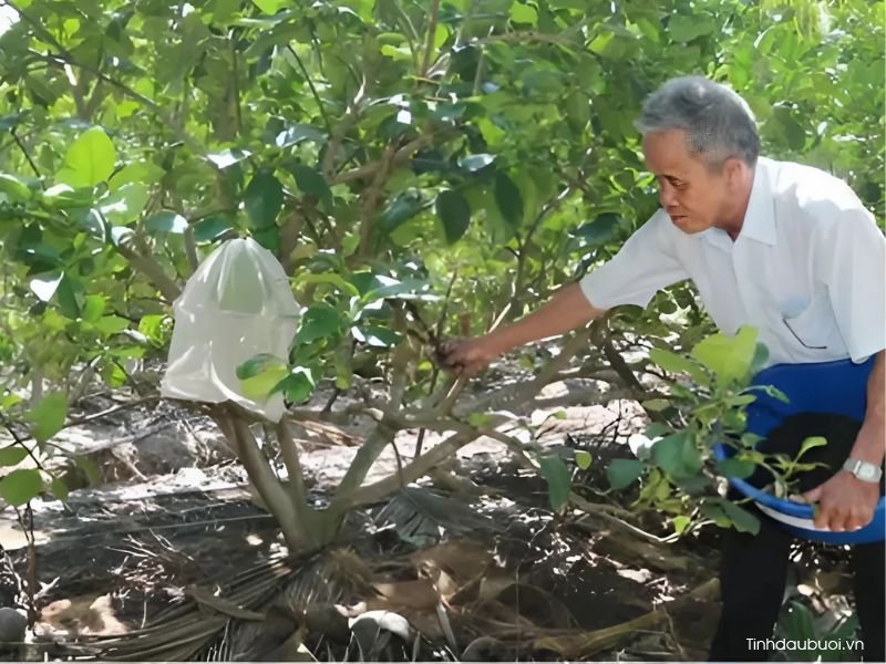 ky thuat thuc ra hoa buoi 