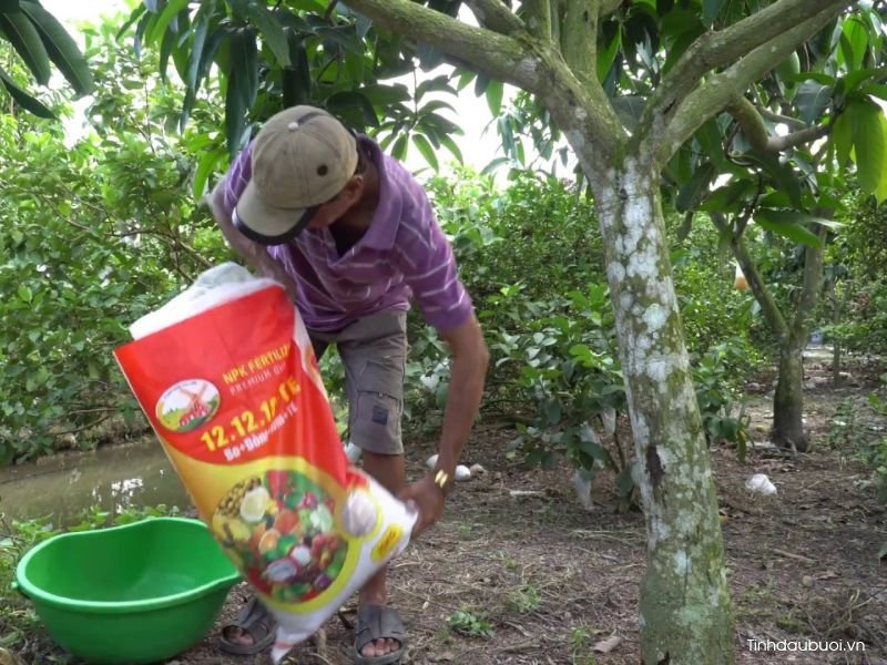 phan NPK cho cay buoi