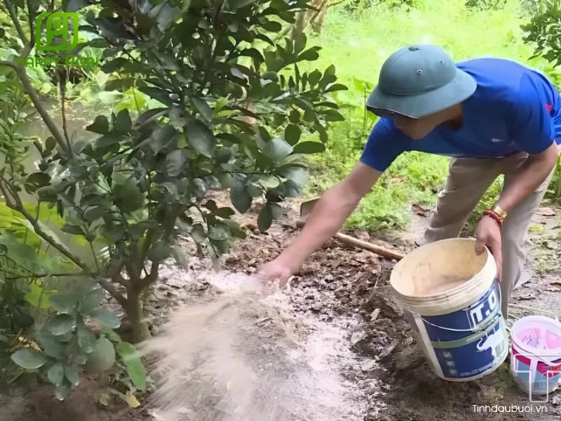 phan huu co trong buoi