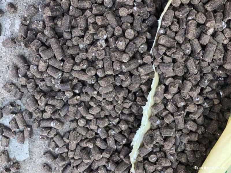 phan huu co trong buoi