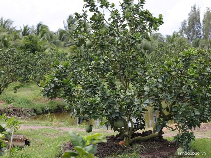 trong buoi da xanh tren dat phen duoc khong