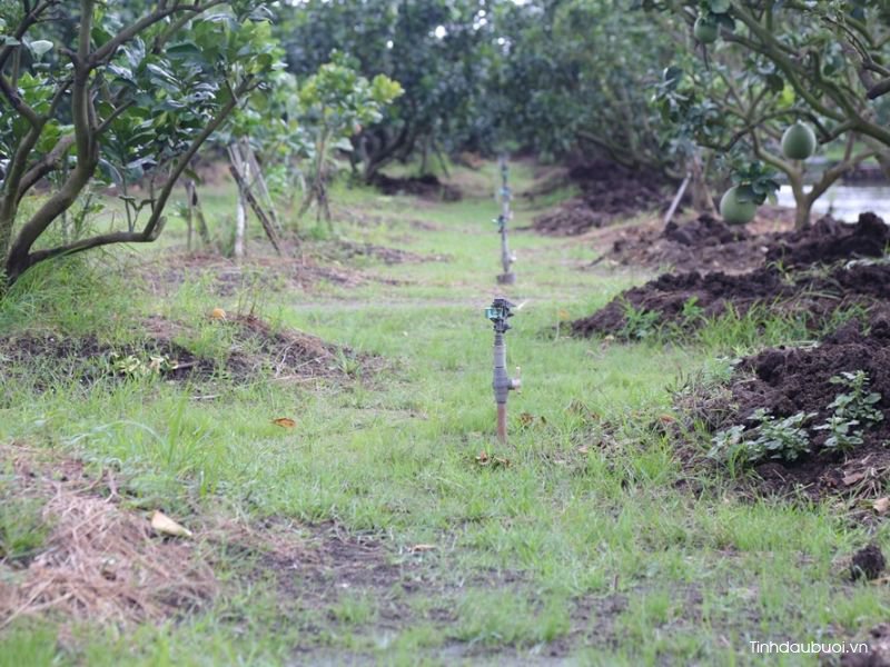trong buoi da xanh tren dat phen duoc khong