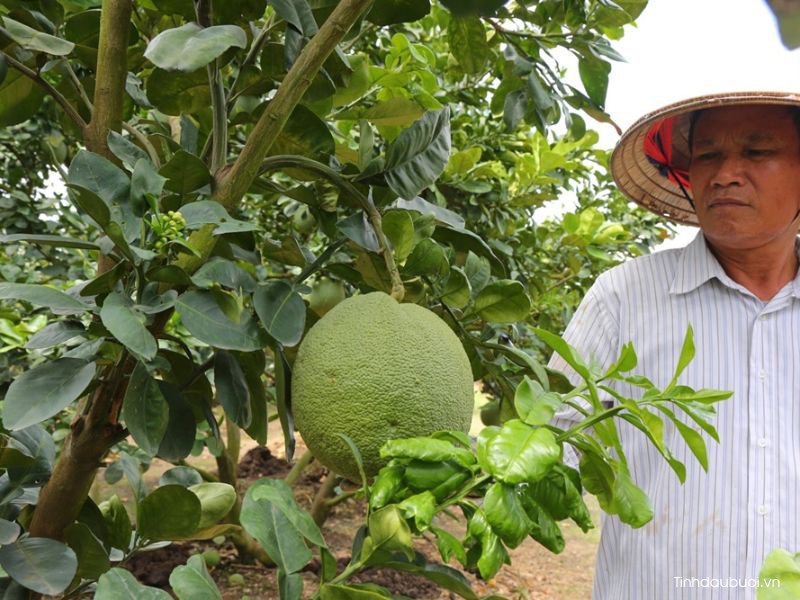 trong buoi da xanh tren dat phen duoc khong