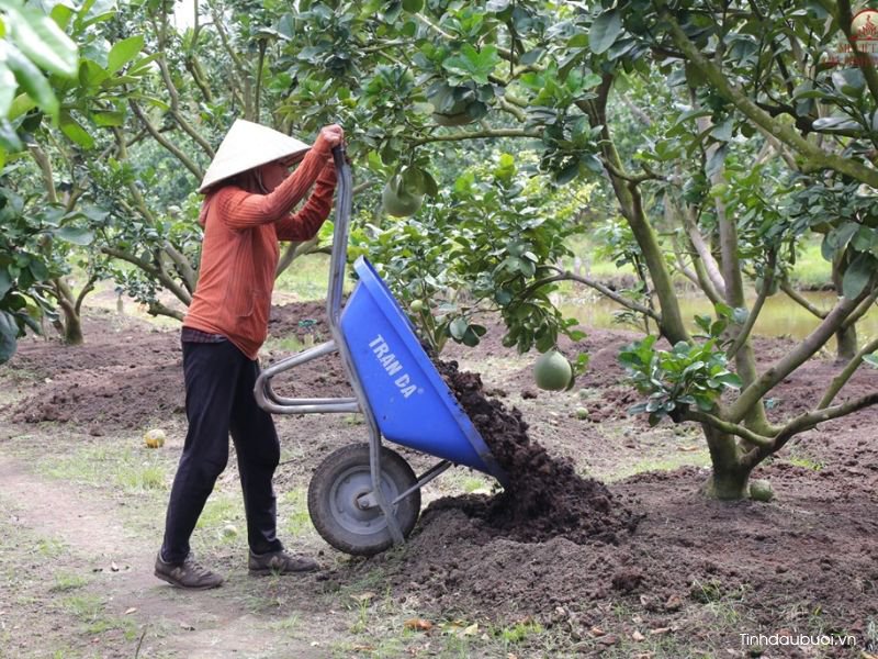 trong buoi da xanh tren dat phen duoc khong