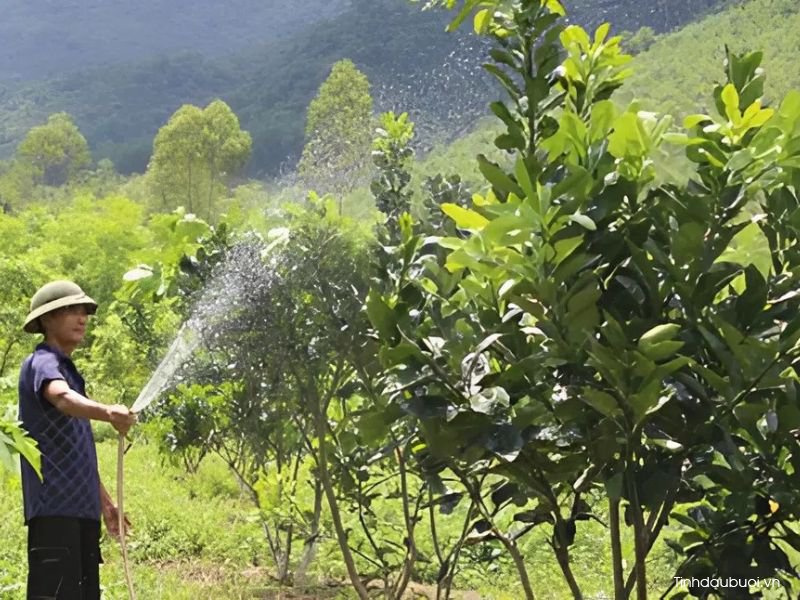 tuoi nuoc cho cay buoi 