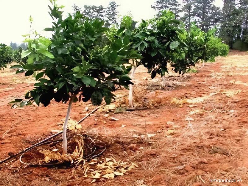 tuoi nuoc cho cay buoi 